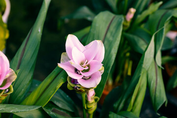 Curcuma alismatifolia, Siam tulip or summer tulip. It's a tropical plant native to Laos, northern Thailand, and Cambodia. This cultivar is the Curcuma alismatifolia “Curchocpiflo”.