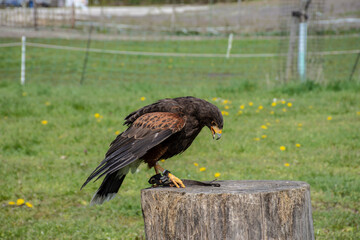 Common buzzard (Buteo buteo) natural habitat close up, buzzard on a tree stump on the ground, bird of prey, hawk