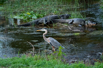 Great Blue Heron wading in Alligator pond at Orlando Wetlands in Cape Canaveral Florida.