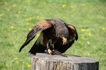 Common buzzard (Buteo buteo) natural habitat close up, buzzard on a tree stump on the ground, bird of prey, hawk