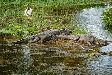 Wild American Alligators at Orlando Wetlands in Cape Canaveral Florida.