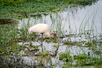 Wood Stork fishing in marsh at Orlando Wetlands in Cape Canaveral Florida.