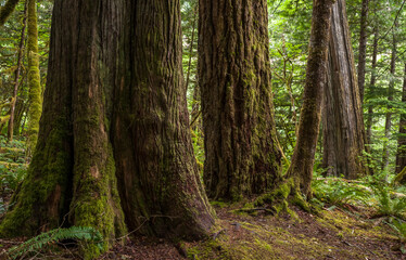 Tree trunks in a mature forest in the Pacific Northwest on the Cedar Trees hike near Newhalem...