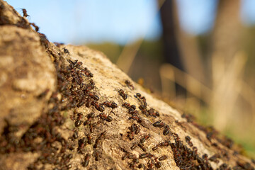 Red ants in the spring sun on a stone with a blurred background