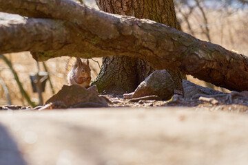 Squirrel sits on a stone under a tree in the forest