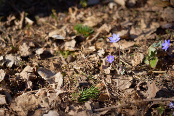 Purple hepatica flowers in the spring forest