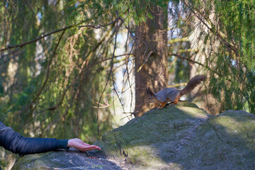 Squirrel eating nuts from the hand in the woods in the spring