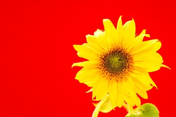 Fototapeta premium Sunflower