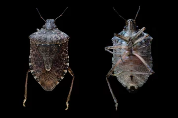 Foto op Canvas Brown marmorated stink bug © SHELL