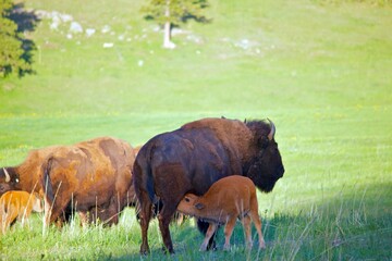 nursing baby bison