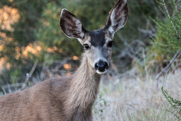 Alert Mule Deer at Rocky Peak Park in the Santa Susana Mountains near Los Angeles and Simi Valley, California.