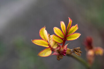 new young rose leaves sprout in the spring season