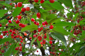 Red sweet cherries ripen in the garden. Harvest berries in the summer season