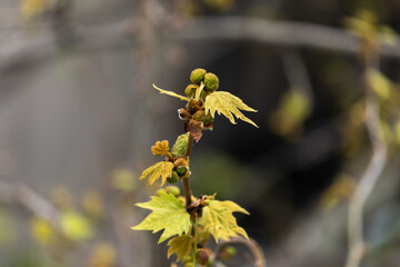 plane tree bud and branches, burgeon, small leaves,
