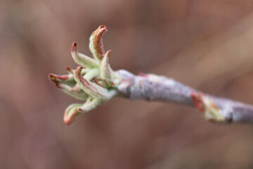 A branch tip with tiny leaves budding out