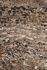 Background texture. Surface of tree bark with moss in sunlight. Copy space. Vertical