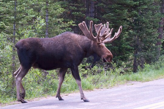 massive bull moose walking along roadside
