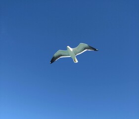 seagull in flight