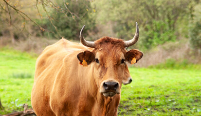 Naklejka na ściany i meble Vacas en un prado, vaca mirando a la cámara.