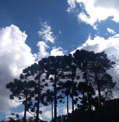 Obraz premium trees and sky