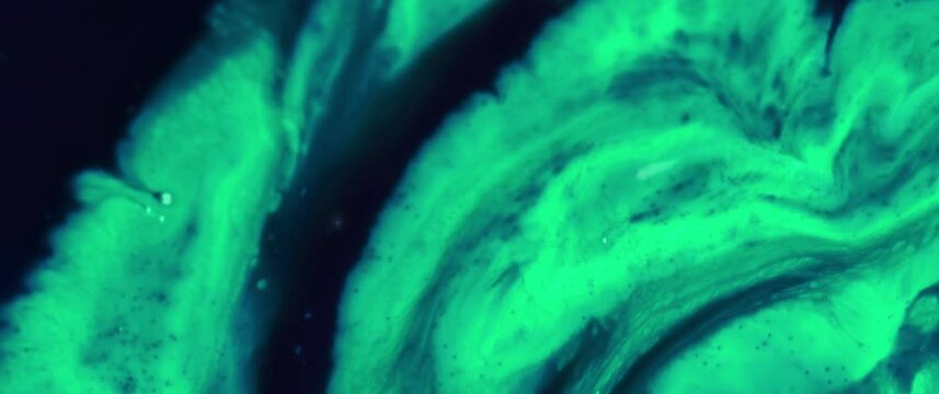 Macro Textures with Vibrant Neon Color Palette. Abstract Background Made with Oil Mixed with Dye, Ink, and Paint.