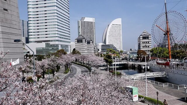 2021年4月横浜みなとみらい桜並木