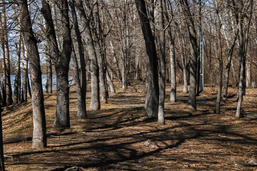 Poplar trees. Cottonwood trees. Natural background. 
