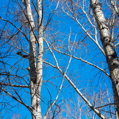 Poplar trees. Cottonwood trees. Natural background. 