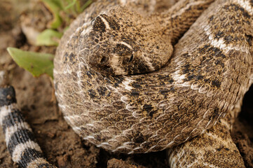 serpiente de cascabel