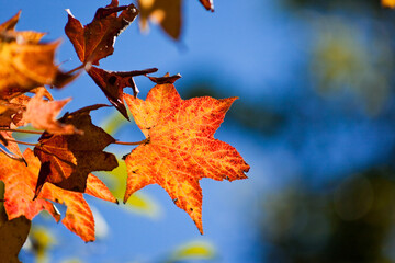 紅葉したモミジバフウ	
