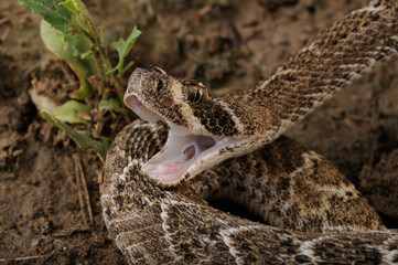 serpiente de cascabel