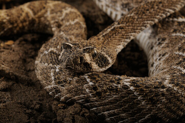 serpiente de cascabel