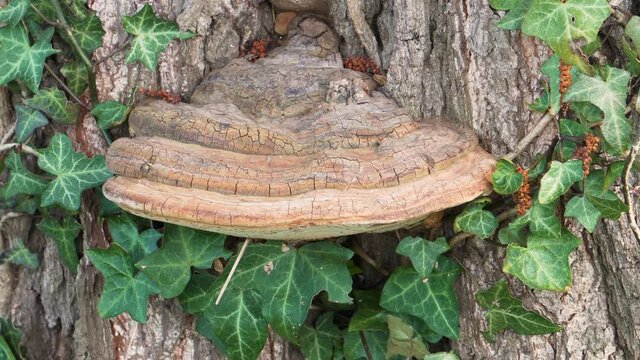 4K close up on artist bracket, ganoderma applanatum fungus, still.
