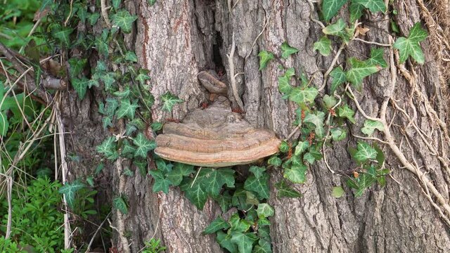 4K artist bracket, ganoderma applanatum fungus.
