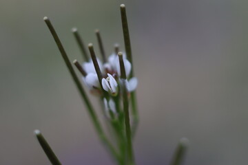 close up of a flower of a plant