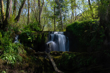 Cascada de río que fluye por un bosque