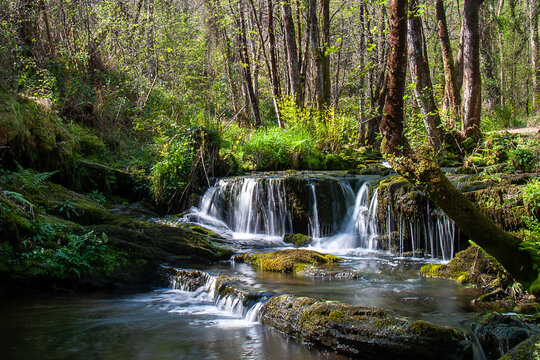 Cascada de r&iacute;o que fluye por un bosque