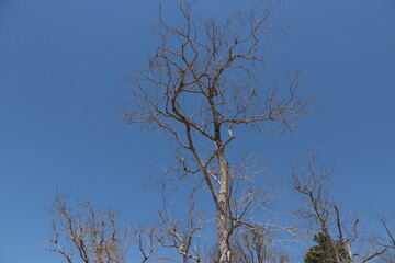 tree against sky