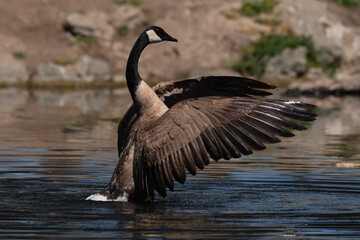 Canada Goose Finishing Bath With Wings Up