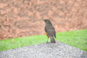 Rufous-bellied thrush (Turdus rufiventris) with a reddish-orange belly on a stone wall in Buenos Aires, Argentina