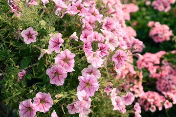 Naklejka na ściany i meble Pink petunia flower blossom in spring season, Decoration flower pot hanging in a garden