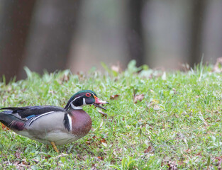 Wood Duck, male