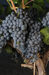 uvas de viñedo 
