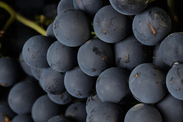 uvas de vi&ntilde;edo 