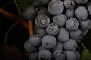 uvas de viñedo 