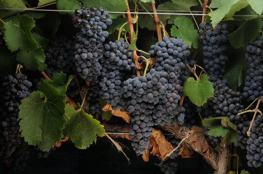 uvas de vi&ntilde;edo 