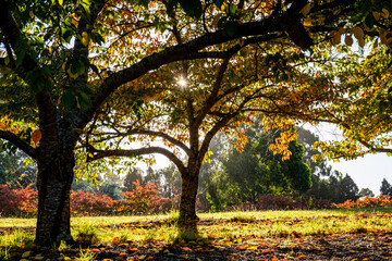 Yellow leafs on trees with sunshin in autumn