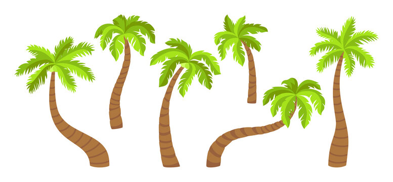 Coconut palm tree flat cartoon set. Tropical palm trees, nature design element. Hand drawn tree with leaves, mature and young plants of tropical forest. Isolated on white vector illustration