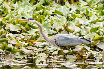 Great blue heron