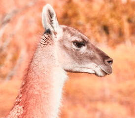 Magallanes, Patagonia, Torres del Paine